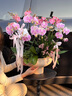 Only you【两小时达】大辣椒蝴蝶兰紫色花苞花剑真花兰花开业乔迁生日礼物 8株大辣椒蝴蝶兰（瓷盆随机） 实拍图