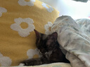 全价冻干双拼猫粮幼猫成猫天然无谷猫粮10.8kg(1.8kg*6包) 实拍图