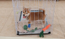 贝初众狗笼小中大型犬狗笼子猫笼带厕所加粗折叠宠物笼子柯基笼幼犬狗笼 白色加粗狗笼62*43*53【15斤内】 白色带厕所托盘 清洁方便 无毛边无倒刺不卡脚 实拍图
