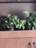 京鲜生山东新鲜大西芹净重4.5斤榨汁现挖芹菜鲜嫩蔬菜 去半叶源头直发 实拍图