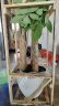 植男植女步步高造型发财树大棵盆栽客厅室内大型绿色植物办公室源头直发 实拍图