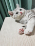 麦富迪猫粮 藻趣儿猫粮幼猫粮三文鱼螺旋藻 均衡营养10kg 实拍图