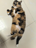 玫斯猫粮（metz）幼猫/成猫猫粮猫全猫粮增肥奶糕英短美短全价美毛 猫粮试用装（随机口味50克） 实拍图