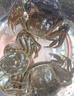 【活蟹】湖鲜阳澄 大闸蟹 去绳足重 2.0-2.3两 10只 鲜活六月黄现货超大螃蟹生鲜礼盒装 实拍图