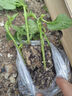 寿禾 彩椒苗灯笼椒青椒菜椒种苗方椒秋冬季蔬菜苗种苗寿光菜种苗 (红甜椒）红椒苗 6棵 实拍图