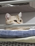 珑小宠猫爬架猫窝加粗大型猫树一体太空舱猫架子小户型不占地麻绳猫玩具 120cm 4层 【仙人掌大窝款】 实拍图