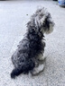 皇家皇家狗粮 幼犬狗粮 宠物 小型犬 MIJ31 全价犬粮 2-10月 2KG 实拍图