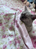 网易严选 宠爱相伴全价猫粮 居家宠物主粮幼猫成猫全价粮猫咪食品 1.8kg 实拍图