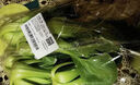 上海青（油菜）约500g 实拍图