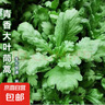 【今年新种】青香大叶茼蒿桐花菜大叶蓬蒿菜耐热皇帝菜火锅蔬菜 大叶茼蒿种子 1包约1000粒 实拍图