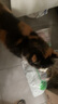 帕特 主食冻干猫粮猫零食全价生骨肉冻干幼猫成猫全期 鸡肉冻干200g 实拍图