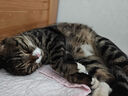 味当家猫零食猫条12支*15g成猫幼猫咪零食湿粮罐头3种混合口味0谷0诱0淀 实拍图