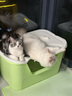 皇家室内成猫粮 I27 通用粮 12月以上 4.5KG*2 实拍图