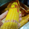 金沃瑞丰有机 大黄糯玉米棒260g*8支＞4.5斤 新鲜甜粘黏 非转基因早餐 实拍图