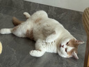 网易严选优质深海食材宠爱相伴全价元气猫粮（海洋鱼）10kg 实拍图