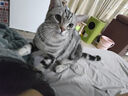USPET英国宠物猫咪狗狗益生菌幼犬幼猫调理肠胃软便拉稀专用活性益生菌 实拍图