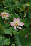 MEKE 55mmf1.4自动对焦镜头大光圈APS-C半画幅适用微单Z卡口Z30，E卡口ZVE10II，X卡口XT50 富士X卡口（现货） 52mm 实拍图