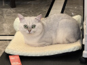 FURminator富美内特猫梳子布偶长毛猫梳毛刷猫用宠物梳子去毛神器梳毛神器 短毛中大型猫≥4.5kg 实拍图