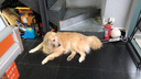 皇家狗粮 幼犬狗粮 犬粮通用犬型 A3 通用粮2-12月3KG*4 实拍图