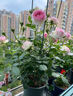 植物多菌灵杀菌剂花卉专用除菌花病康喷剂白粉病炭疽病杀虫剂 单瓶【500ml】带喷头 实拍图