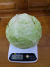 新鲜甘蓝包菜卷心菜新鲜嫩绿莲花白现摘现发到京东来买菜 新鲜包菜 1.5-2斤 人工挑拣 实拍图