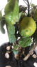大型绿植金钱兜福禄桐盆栽 花卉观叶盆景客厅发财树圆叶绿植盆栽Z 50-60cm老桩（不含盆） 晒单实拍图