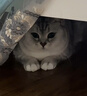 普安特猫咪营养膏猫维生素微量元素宠物营养补充剂幼猫成猫圆脸美毛120g 实拍图