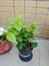开时果 茉莉花盆栽浓香型 桌面绿植物阳台花卉树苗盆景摆件源头直发包邮 精品茉莉花3-6株【加仑盆】 实拍图