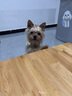 麦富迪 宠物狗狗零食 成犬幼犬训犬牛肉粒180g*3 实拍图