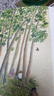 家在小院里 厚闲 暖心治愈系漫绘本画随笔解压焦虑插画集艺术散图文类似你今天真好看追寻逝去的时光几米蔡志忠书籍   实拍图