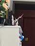 万代（BANDAI）Gundam 高达拼插拼装模型玩具 MG 1/100 NT敢达 零式飞翼卡版 5060760 实拍图