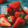 青浦红颜草莓500g（单果均重20g+） 实拍图