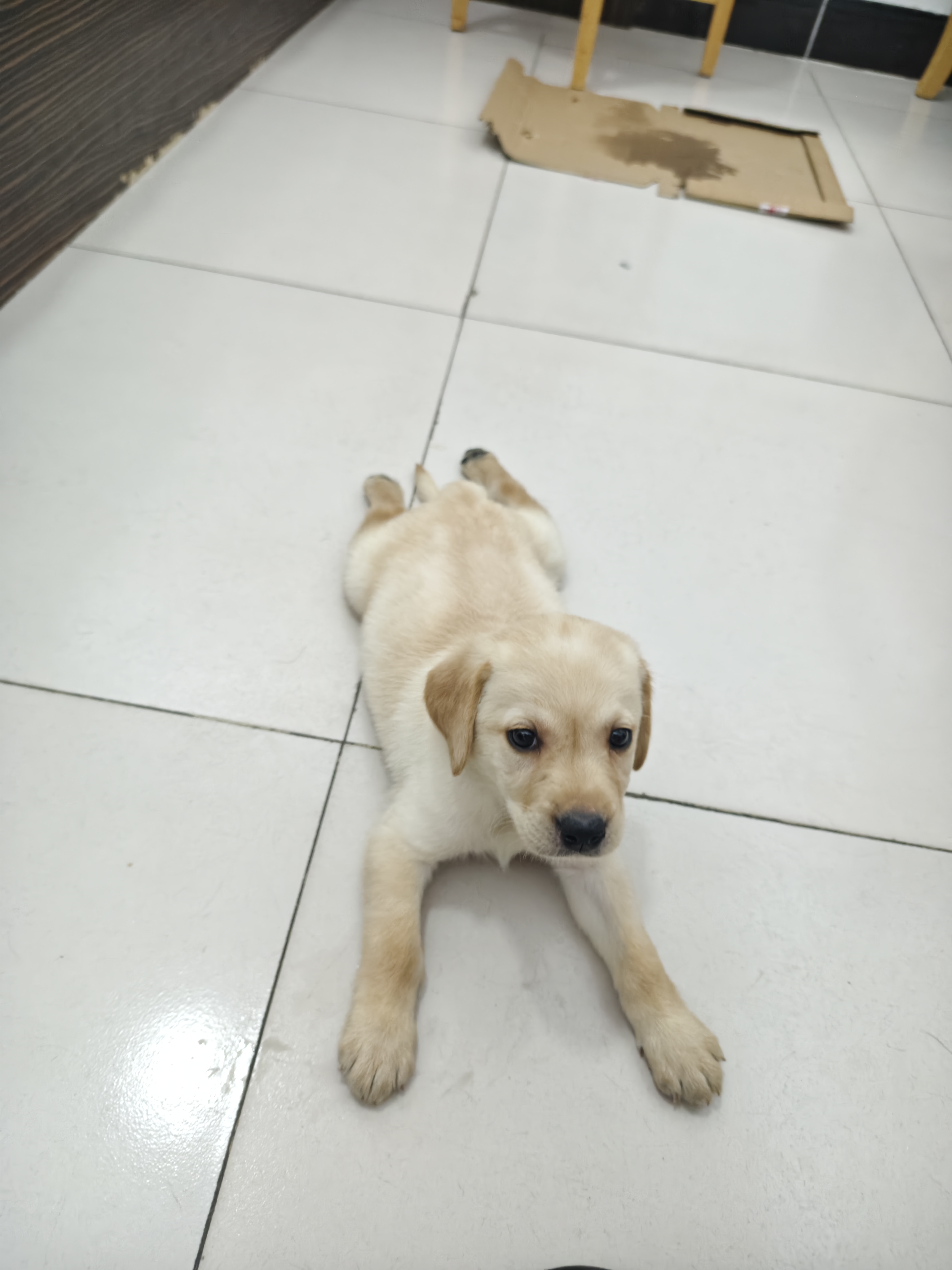 宠有为宠物综合营养膏125g怀孕成幼犬猫猫咪狗狗微量元素营养膏 猫狗通用宠物综合营养膏125g 实拍图