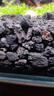 疯狂水草黑色火山石鱼缸专用养鱼过滤底沙颗粒鱼缸造景底砂装饰养乌龟专用 实拍图