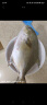 环球水产 南海金鲳鱼700g 2条 BAP认证深海鱼 冷冻 生鲜鱼类海鲜 家庭聚餐 实拍图