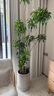 美乐棵  通用营养土养花花肥种植土花土种菜土肥料盆栽绿植专用土壤40L 实拍图