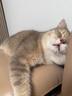 卫加全价猫粮20斤装 成猫幼猫主粮全阶段通用型天然粮10kg 实拍图
