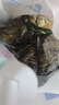 五芳斋 粽子礼盒 中华老字号蛋黄豆沙咸甜肉粽子嘉兴端午节礼品嘉韵 五芳盛礼礼盒1320克 实拍图
