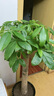 发财树大型绿植室内客厅花卉大盆栽落地办公室摆件阳台放轻松植物 【独杆】1.2-1.3m 福字树脂盆 实拍图