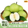 京地达梨砀山青梨翠冠梨净重8.8斤单果250g+新鲜梨子水果源头直发 实拍图