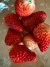 【产地直采】丹东红颜草莓大果500g 单果18g+ 实拍图