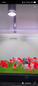 sobo松宝 鱼缸氧气泵 水族箱增氧泵 养鱼氧气泵  水族用品 双孔8W 【贈全套配件】 实拍图
