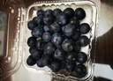 京觅四川高山花香蓝莓 6盒装 100g/盒 单果18mm+ 生鲜源头直发包邮 实拍图