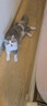 疯狂的主人 猫抓板窝特大号猫玩具猫爪板猫抓盆不掉屑猫窝碗形圆形瓦楞纸 实拍图