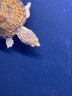 水医生硝化细菌鱼缸水族箱稳除氯气清澈剂净水分解粪便消化用品 鱼缸净水剂1000ml 实拍图
