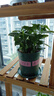 开时果 栀子花盆栽浓香型四季开花卉 阳台花卉好养绿植物源头直发包邮 加仑盆【90#栀子花】 实拍图