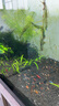 BIOZYM百因美水质稳定剂自来水除氯 热带鱼鱼缸换水除氯气水族养鱼用品 实拍图