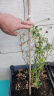花友藤本月季花苗月季花树苗盆栽特大花苗庭院爬藤植物阳台蔷薇爬墙 安吉拉【爬藤】大苗 1-1.3米高度多分叉 实拍图