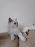 LEGENDSANDY蓝氏全价猫粮成猫幼猫生骨肉冻干粮 猎鸟乳鸽500g 实拍图