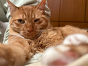 INSTINCT天然百利减肥猫粮低卡健康体态鸡肉全猫粮10磅 实拍图